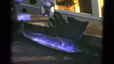 Florida USA (1975): Dead Fish Laid Out On The Concrete