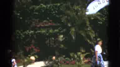 Florida USA (1975): View Of Lush Trees And Red Flowers On A Bright Sunny Day
