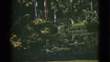 Florida USA (1975): Camera Capturing Footage Of A Swamp Greenery And Natural