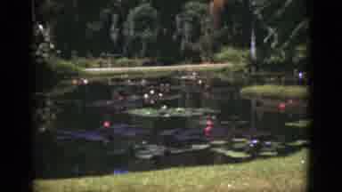 Florida USA (1975): The Colorful Jungle Ius Deep