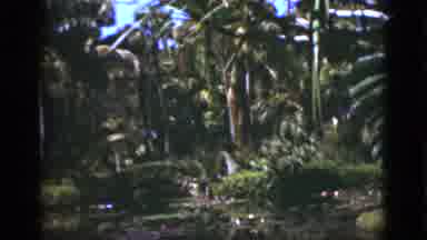 Florida USA (1975): A Lady Wandering Through Palm Trees On A Sunny Day
