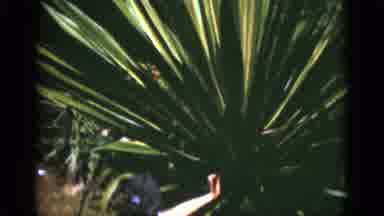Florida USA (1975): Big Green Plant With Long Leaves A Woman Is Looking And