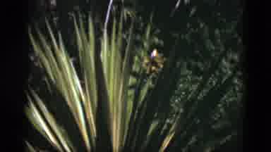 Florida USA (1975): A View Of A Unique Flower In Forest And A Man Standing By A
