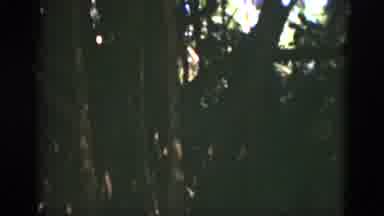Florida USA (1975): Woman In A Dress Walks Under The Shade Of Several Tall Trees
