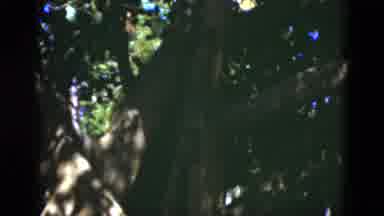Florida USA (1975): Coloured Video Of People Near Bungalow/Indian Tent