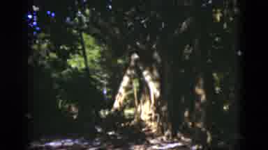 Florida USA (1975): A Woman Alone Camping In A Very Deep Dark Woods In A Tent