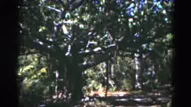 Florida USA (1975): Garden Land Forest Admission Park National Reserve Woods Trees