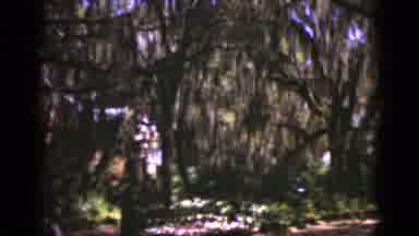 Florida USA (1975): A Stroll Through The Woods