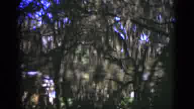 Florida USA (1975): A View Of A Pretty Flowers In A Garden