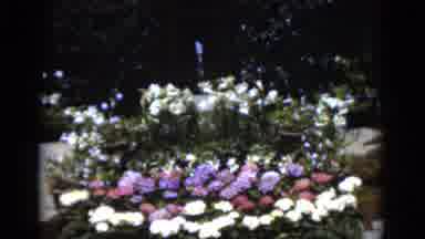 Florida USA (1975): Garden With Fountain And Various Bright Colored Flowers In A