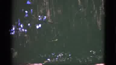 Florida USA (1975): Sun Shining Through Gaps In Tree Branches In Thick Forest