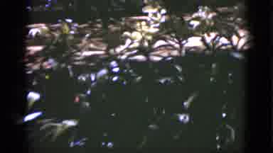 Florida USA (1951): In The Garden The Trees Are Look Like Very Colorful And