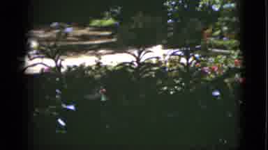 Florida USA (1951): Look Into The Eyes Of The Natural Beauty Of The Garden Of