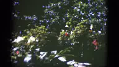 Florida USA (1951): An Outdoor Scenic View Of Tree Tops With A Small Clip Of A