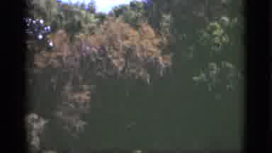 Florida USA (1951): Privileged View Of The Canopy Of Trees That Are Threatened