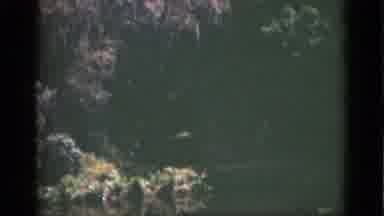 Florida USA (1951): Underwater Exploration What It Is Like How The Plants Look