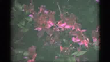 Florida USA (1951): In The Nature The Colorful Trees Are Look Like Very Nice And