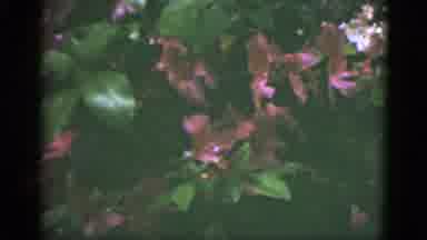 Florida USA (1951): Dark Pink Flowers Blooming On A Clear Day