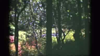 Florida USA (1951): The Scene Is Outside Each Shot Is Of Trees Bushes Or A White