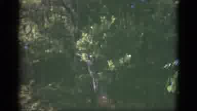 Florida USA (1951): One Of The Flowers In The Flower Garden Is Beautiful