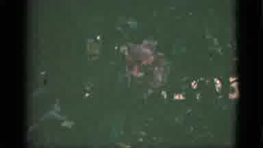 Florida USA (1951): So Many Flowers Are Blossoms In The Plants It Is Looking So