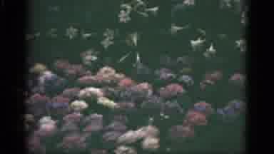 Florida USA (1951): Rose Are Red Violets Are Blue They Are Beautiful And So Are
