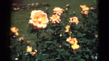 Florida USA (1951): Old Video Of A Someone Walking Through The Garden