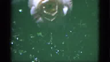 Florida USA (1951): A Few Clips Of Flowers In A Garden On A Sunny Day