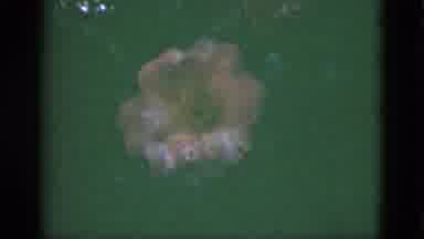 Florida USA (1951): White And Pink Flowers Blowing In The Wind Against Mostly Dark