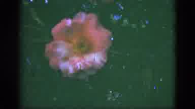 Florida USA (1951): The Flowers Is Blooming They Are Look Like Very Colorful And