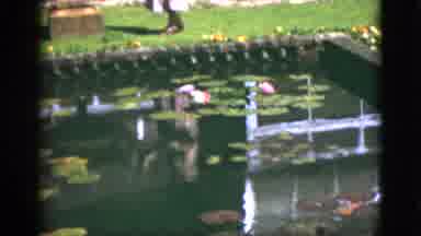 Florida USA (1951): Man Made Koi Pond In The Middle Of A Garden On A Sunny Day