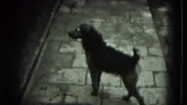 West Germany (1951): Black Dog Walking In Garden Hears Sound And Looks Through