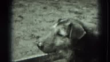 West Germany (1951): Dog Living In A Dirty Hole In The Ground Running