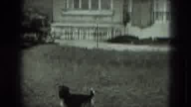 West Germany (1951): Jumpy Footage Of House Exterior Dog On Lawn Dog Faces Away