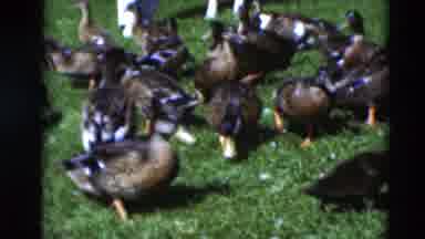 Paducah Kentucky USA (1951): The Ducks Are Searching Food In Near The Lake The