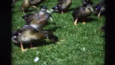 Paducah Kentucky USA (1951): Ducks Eating In The Grass While The Streets Are