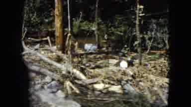 Cleveland Ohio (1951): Vegetation Of Forested Riverbed And Rapidly Flowing River