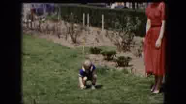Cleveland Ohio (1951): Toddler Boy Bends Down To Pick Something Up Off The Grass