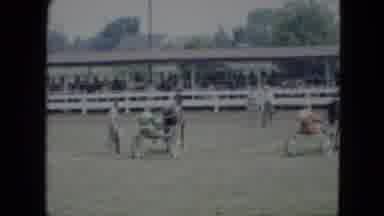 Cleveland Ohio (1951): People Sitting In Carriages Behind Horses In An Arena