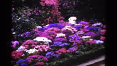 Florida USA (1952): Different Beautiful Colors Of Pink Blue And Purples In A