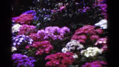 Florida USA (1952): An Abundance Of Pink Purple And White Flowers In A Garden
