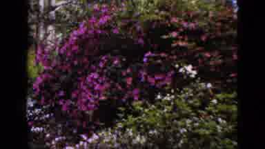 Florida USA (1952): Different Beautiful Flowers Of All Colors In A Perfectly