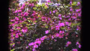 Florida USA (1952): The Beautiful Flowers Are Beautiful To Look At