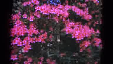 Florida USA (1952): Camera Panning By Row Of Tall Dark Pink Flowered Bushes