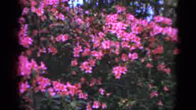 Florida USA (1952): Beauty Through The Garden In The Rain Forest Of A Lifetime
