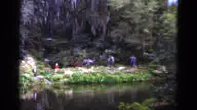 Florida USA (1952): A View Of Pretty Unique Flowers In A Forest