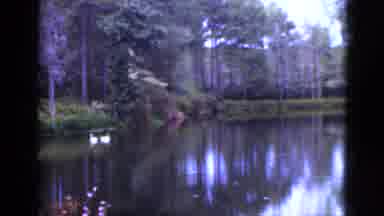 Florida USA (1952): View Of Ducks Swimming In Everglades On A Clear Day
