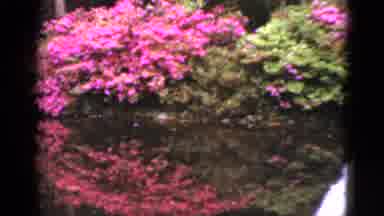 Florida USA (1952): Pink Flowers Blooming On A Bright Sunny Day