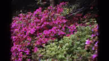 Florida USA (1952): Brilliant Pink Flowers Blooming With Yellow Arrow Sign On A