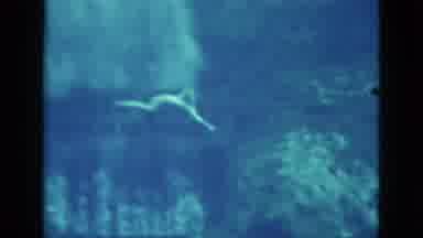 Florida USA (1952): Woman Swimming Underwater Acrobatics Backflip Clear Wet Blue